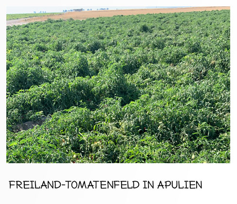 Freiland Tomatenfeld in Apulien